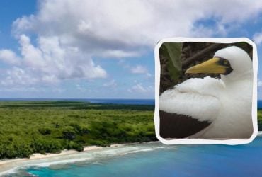 Уникальный коралловый остров, где никто не живет: почему Хендерсон не заселен людьми