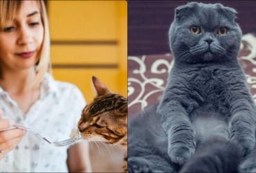 Популярный овощ может убить: что ни в коем случае нельзя давать есть котам