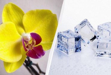 Как правильно поливать орхидеи: мифы и правда о кубиках льда