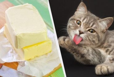 Можно ли кошкам есть масло: ветеринар объяснила все нюансы