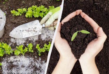 Ці добрива замінять машину гною: ось що використовують досвідчені городники