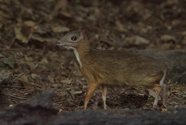 Считался вымершим более 30 лет: биолог рассказал об уникальном олене размером с кролика