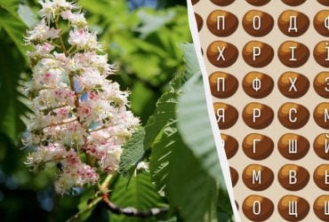 Лише 2% геніїв знайдуть слово каштан за 11 секунд: дуже складна головоломка