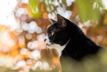 К Украине приближается антициклон Petralilly: синоптик рассказала, как изменится погода