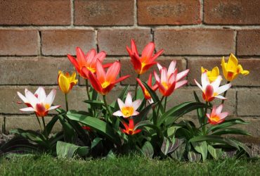 Тюльпаны расцветут всеми цветами, если добавить одну вещь при посадке в октябре