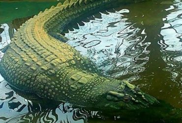 Тащили из болота более 100 человек: что известно о самом длинном крокодиле, которого удалось поймать