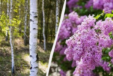 Які дерева та кущі не можна садити поруч із будинком: пошкодять фундамент і знищать труби