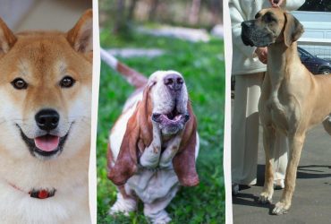 Сором'язливі, але дуже ласкаві: ветеринари назвали 7 порід собак для спокою та затишку