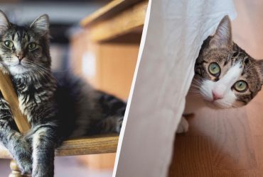 Чи нудьгують кішки самі вдома: що вони роблять, коли вас немає поруч