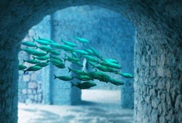 Новий вид акул-привидів виявлено в глибинах Тихого океану, куди дайвери ще не допливали