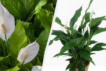 Чим підживити спатифілум: садівник назвав дієве добриво, яке є на кожній кухні