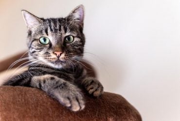 В каком возрасте кот считается старым: ветеринар дал ответ на этот вопрос