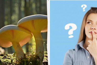 Тільки 2% геніїв знайдуть слово гриб за 12 секунд: напрочуд складна головоломка