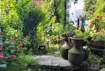 Навесні сад вам подякує: експерти назвали 4 квітки, які не варто обрізати восени