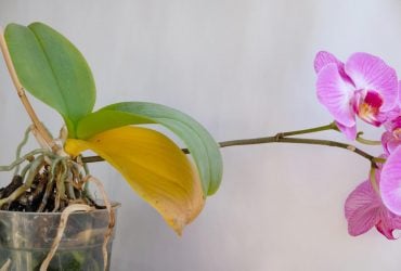Жовтіє листя в орхідеї: 9 причин, що з нею не так