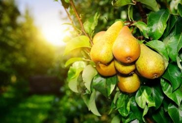 Що станеться з організмом, якщо їсти груші щодня: названо переваги