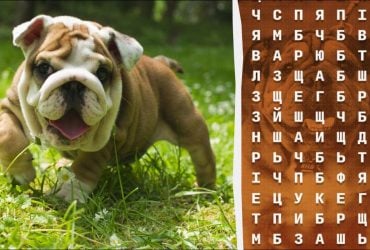 Где слово бульдог: на поиск ответа в головоломке у вас есть только 10 секунд