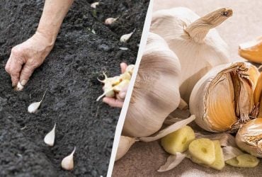 Как и когда сажать озимый чеснок: головки будут размером с кулак