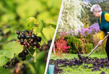 Шикарне підживлення для смородини під зиму: наступного року кущі будуть ломитися від ягід