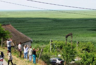 Вербовий ліс на місці Каховського водосховища виявився мутантом, - ботанік