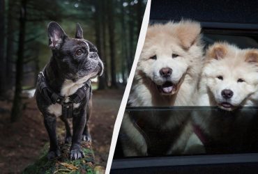 Эти собаки пахнут псиной сильнее остальных: их лучше не заводить в квартиру