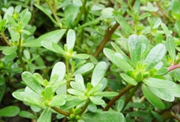 Как навсегда избавиться от портулака на огороде: советы опытных огородников