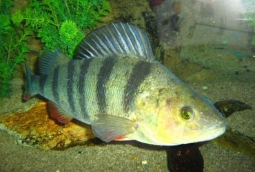 У всех на виду скрывались два новых вида окуней: ученые сделали открытие