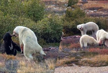 Бійка білого та чорного ведмедів: турист став свідком несподіваної події