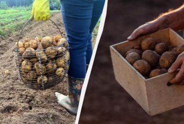 Картошка пролежит до лета: где хранить, если нет погреба