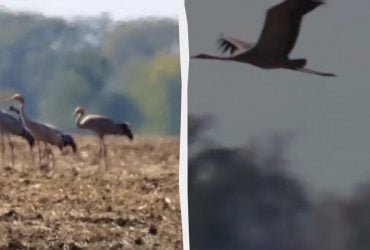 Слышно издалека: в Одесской области удалось заснять редкую птицу (видео)