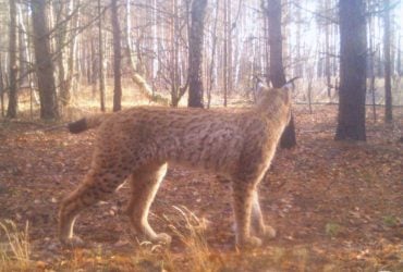 Вблизи Чернобыля заметили интересного хищника (фото)