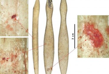 Давній виріб із бивня бегемота розкрив доісторичні торговельні зв'язки