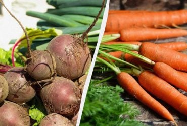 Морковь и свекла останутся свежими до весны без погреба: вот где их можно хранить