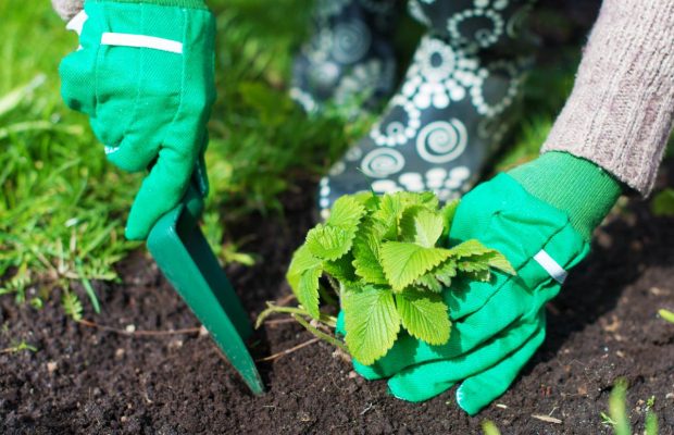 Когда сажать клубнику осенью, чтобы весной собрать ведра ягод: важные правила