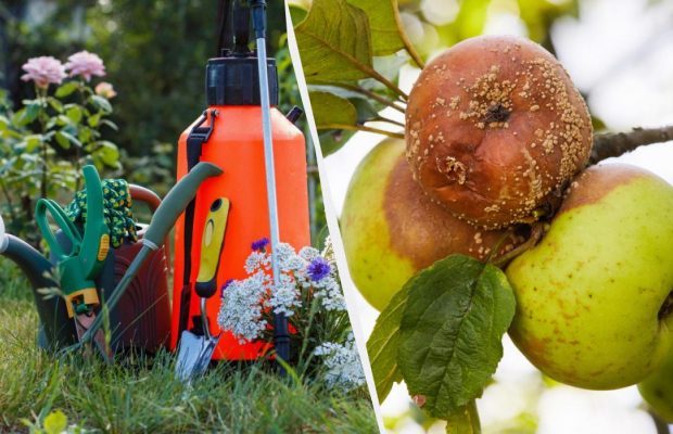 После такой обработки яблоки перестали гнить: спасительное средство из 3 компонентов
