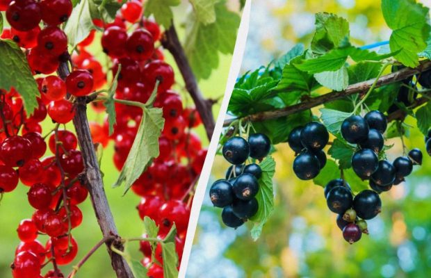 Как правильно посадить смородину осенью, чтобы летом кусты ломились от ягод