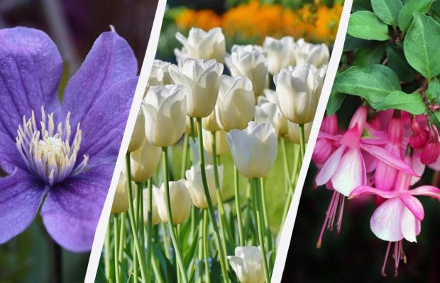 Эксперт назвала 7 растений, которые стоит посадить в саду этой осенью