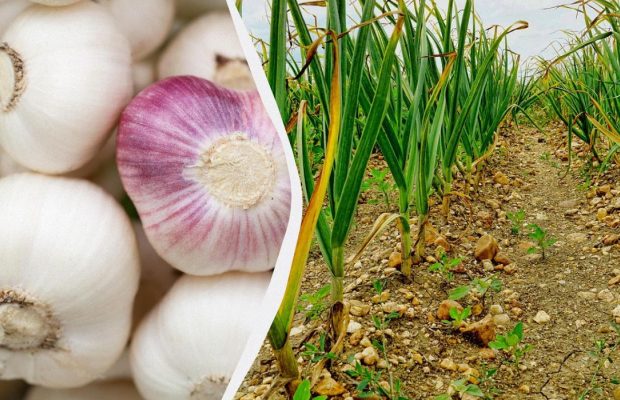 Чеснок очень любит эти удобрения: чем посыпать грядки осенью для крупных головок