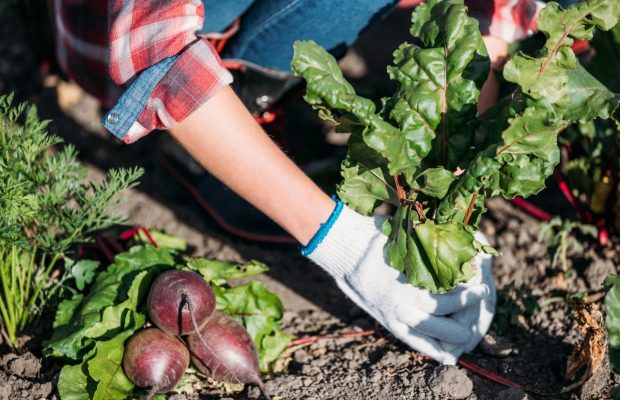 Что не стоит выращивать на огороде: садоводы назвали 5 проблемных растений, которые легче купить