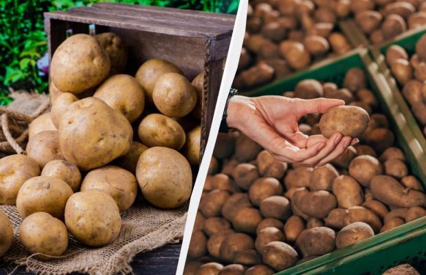 Моя картошка лежит до весны и не прорастает: в погреб всегда кладу один предмет