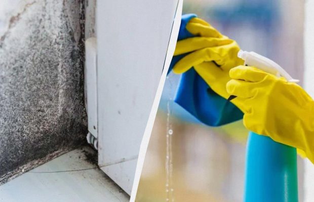 Черной плесени на стенах больше не будет - вот что нужно сделать: лайфхак из Ирландии