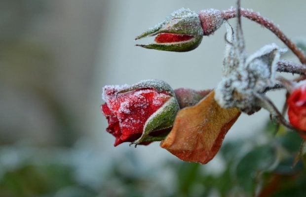 Як правильно обрізати троянди, щоб вони пережили зиму: експерт дала важливі поради