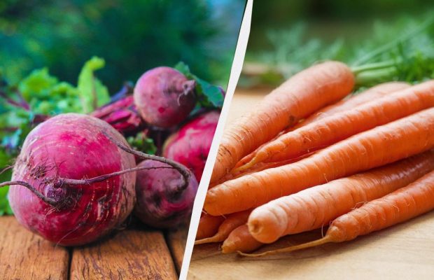 Морковь и свекла будут долго храниться и останутся сочными: в какое время их убирать