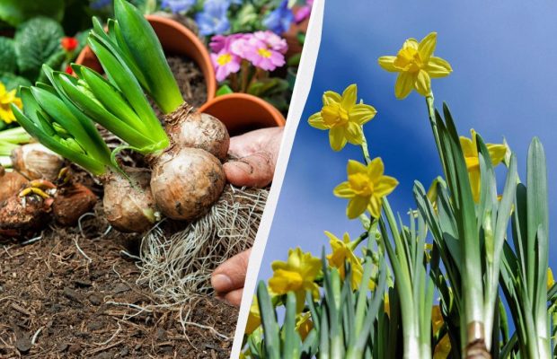 Садоводы призывают посадить нарциссы именно в сентябре: лучшего времени не будет