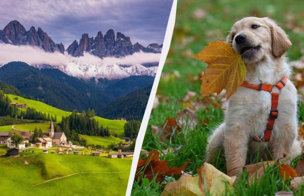 Перлина Італії хоче ввести податок для туристів із собаками