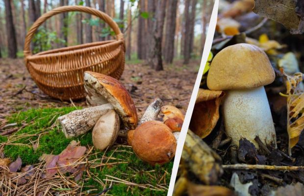 Ядовитые или съедобные: биолог рассказал, как не ошибиться при сборе грибов