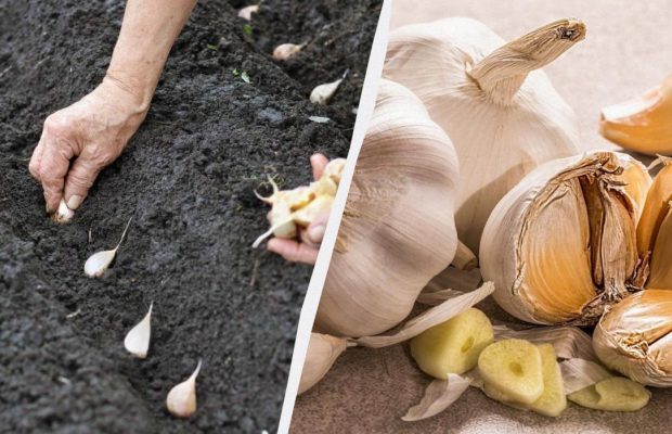 Как и когда сажать озимый чеснок: головки будут размером с кулак