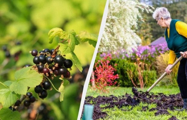 Шикарне підживлення для смородини під зиму: наступного року кущі будуть ломитися від ягід