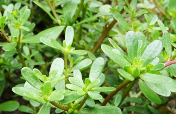 Как навсегда избавиться от портулака на огороде: советы опытных огородников