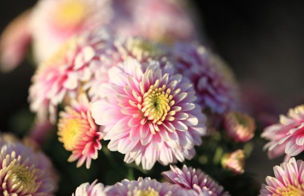 Опытные садоводы советуют избегать этих ошибок при выращивании хризантем